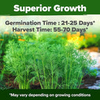 HOME GROWN Dill Seeds 2028 & Tendersweet Carrots 6000 & Detroit Dark Red Beet 500
