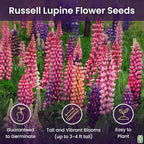 Russell Lupine Seeds Perennial - Grows 40" Tall - Perennial Wildflowers for Winter & Fall Planting - Grown in the USA - 100 Mixed Russell Lupine Seeds
