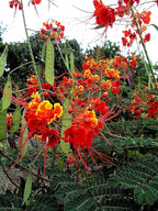 KVITER 10 Red Bird of Paradise seeds (Caesalpinia Pulcherrima) – Pride of Barbados,Dwarf Poinciana,Peacock Flower Seeds for Planting,Mexican Birds of Paradise – Perennial Bush seeds for Outdoor Garden