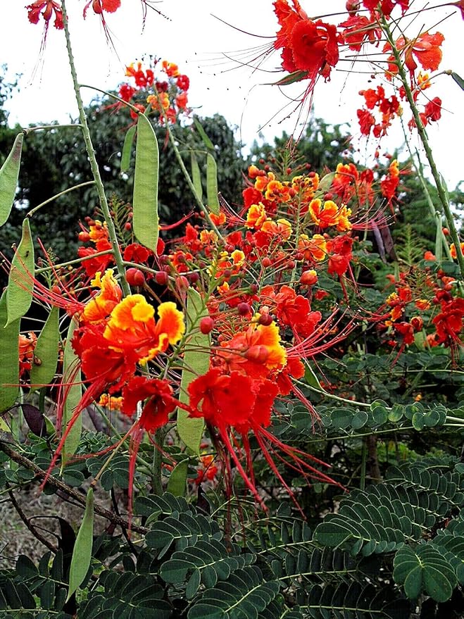KVITER 10 Red Bird of Paradise seeds (Caesalpinia Pulcherrima) – Pride of Barbados,Dwarf Poinciana,Peacock Flower Seeds for Planting,Mexican Birds of Paradise – Perennial Bush seeds for Outdoor Garden