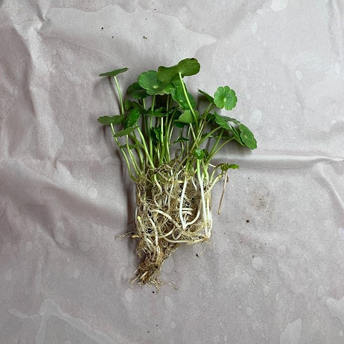 Chalily Pennywort, a Great Live Pond Plant for Your Water Garden. Filters The koi and Goldfish Pond. Good for Bogs, Plant Shelf or Shallow Water This marginal Aquatic is a Real Beauty
