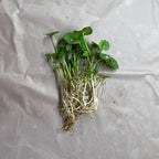 Chalily Pennywort, a Great Live Pond Plant for Your Water Garden. Filters The koi and Goldfish Pond. Good for Bogs, Plant Shelf or Shallow Water This marginal Aquatic is a Real Beauty