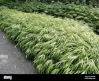 RedCrocus Aureola Japanese Forest Grass Hakone Grass- Deciduous, Shade-Tolerant, Low Maintenance, Container Friendly, Deer Resistant, Pet Safe, Garden, Landscape 1 Gallon