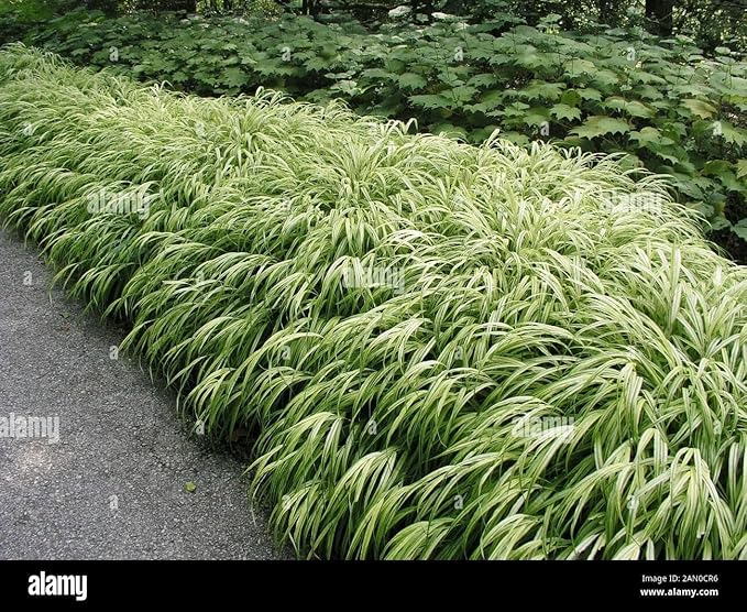 RedCrocus Aureola Japanese Forest Grass Hakone Grass- Deciduous, Shade-Tolerant, Low Maintenance, Container Friendly, Deer Resistant, Pet Safe, Garden, Landscape 1 Gallon
