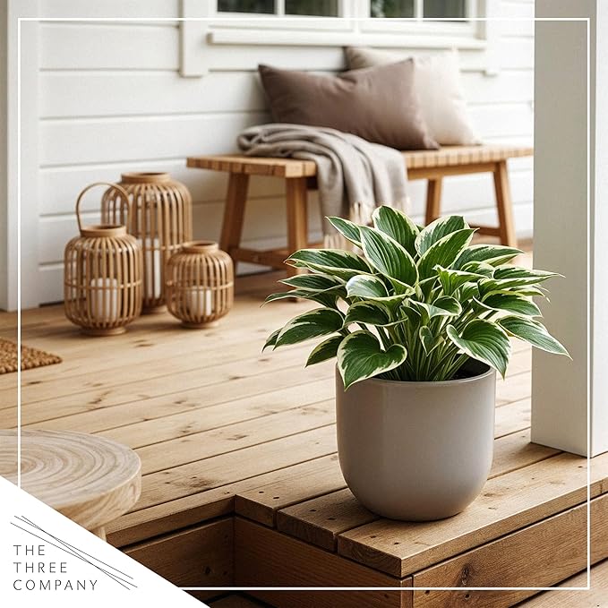 Live Perennial Hosta - Bedazzled (3 Plants Per Pack) Beautiful Accent Plant, 10" Tall by 4" Wide in 1 Qt Pot