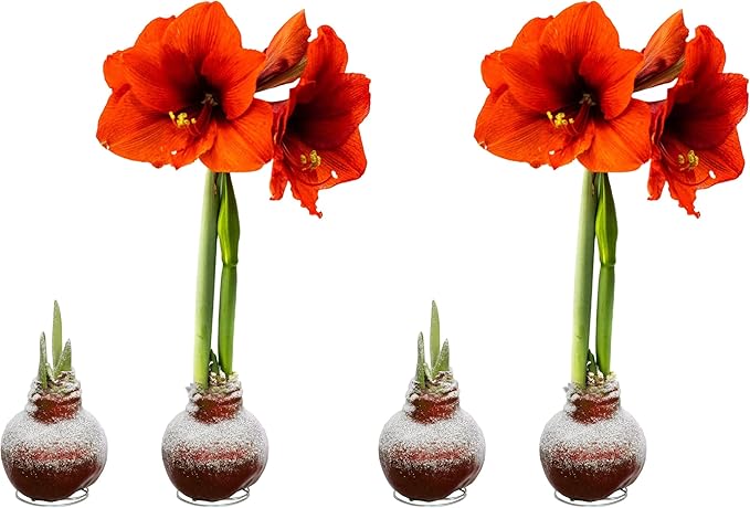 Snow Flecked Waxed Amaryllis Bulb - Valentines Red (2 Plants Per Pack), Easy Care - No Watering Needed! Beautiful Live Decor (Pack of 2)