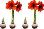 Snow Flecked Waxed Amaryllis Bulb - Valentines Red (2 Plants Per Pack), Easy Care - No Watering Needed! Beautiful Live Decor (Pack of 2)