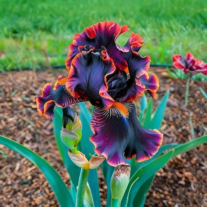Iris Seeds Flower Seed for Planting, 70+ Rare Mixed Iris Seeds, Perennial Flower Plants, Non-GMO Heirloom Plant Seed for Home Garden Outdoor
