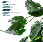 SubstrateSource Anubias Live Aquarium Plants - Potted Freshwater Plant for Fish Tanks, Terrariums - Beginner Friendly Low Light (Barteri Broad Leaf, Mother Plant)