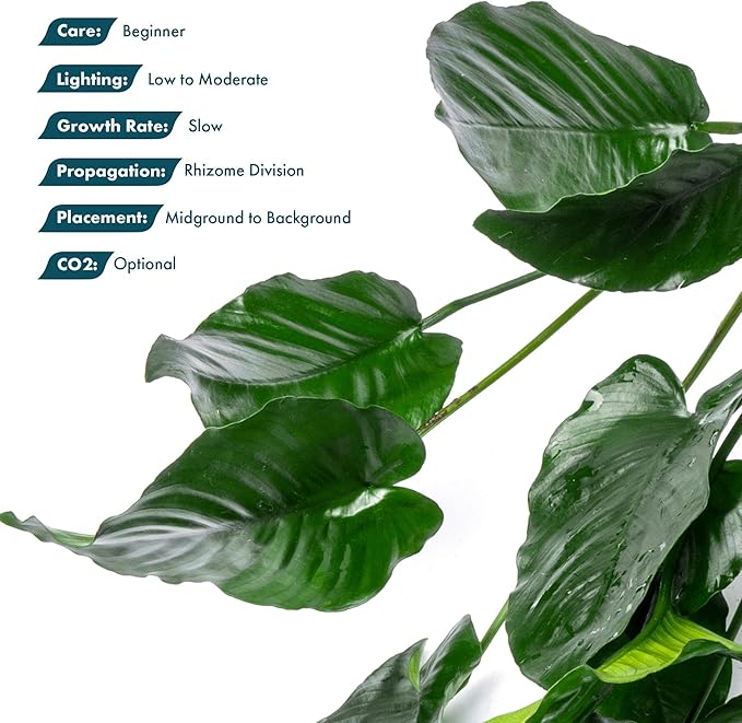 SubstrateSource Anubias Live Aquarium Plants - Potted Freshwater Plant for Fish Tanks, Terrariums - Beginner Friendly Low Light (Barteri Broad Leaf, Mother Plant)