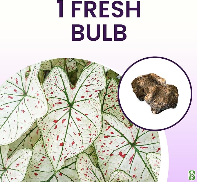 Fancy Leaf Caladium - Cranberry Star - Large Size Bulb - Hardy Zones 9-11