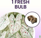 Fancy Leaf Caladium - Cranberry Star - Large Size Bulb - Hardy Zones 9-11