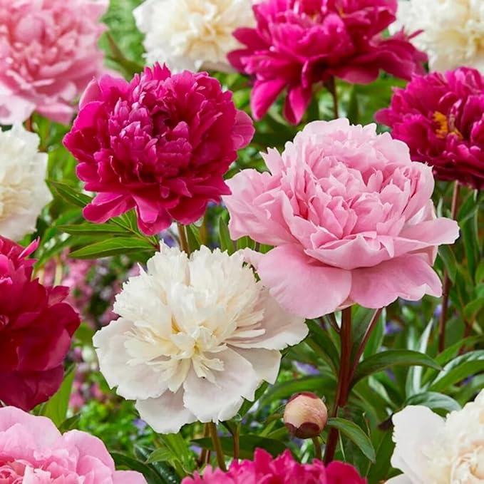 Rare Peony Seeds for Planting - 100+ Peony Seeds Heirloom Seeds Beautiful Flower Seeds Home Garden Bonsai