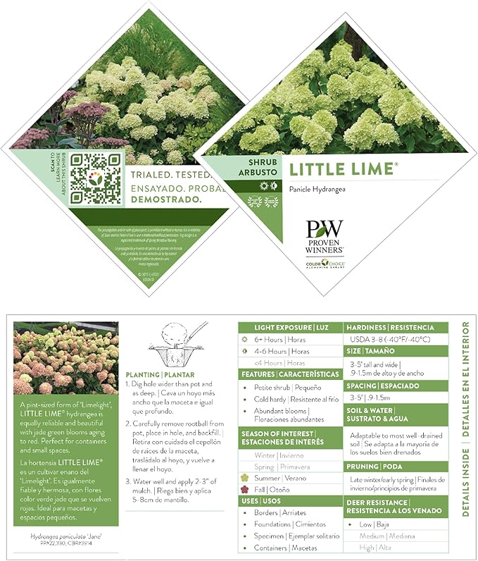 2 Gal. Little Lime Hydrangea Shrub