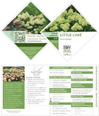 2 Gal. Little Lime Hydrangea Shrub