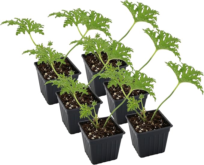 Live Citronella Geranium Plants (6-Pack); Pelargonium Citronella Scented Potted Plants