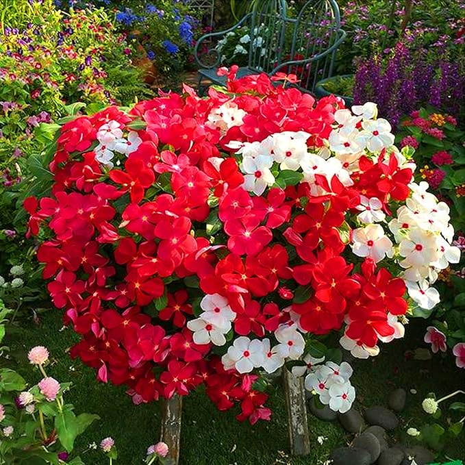 Madagascar Periwinkle Seeds for Planting, 50pcs Perennial Periwinkle Flower Seeds, Non-GMO Heirloom Rare Beauty Home Garden Blooming Flowers Plants for Outdoors Indoors