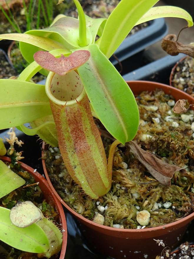 Nepenthes Sanguinea Pitcher Plant - Live Carnivorous - Beginner Friendly Tropical Pitcher Plant by Savage Gardeners