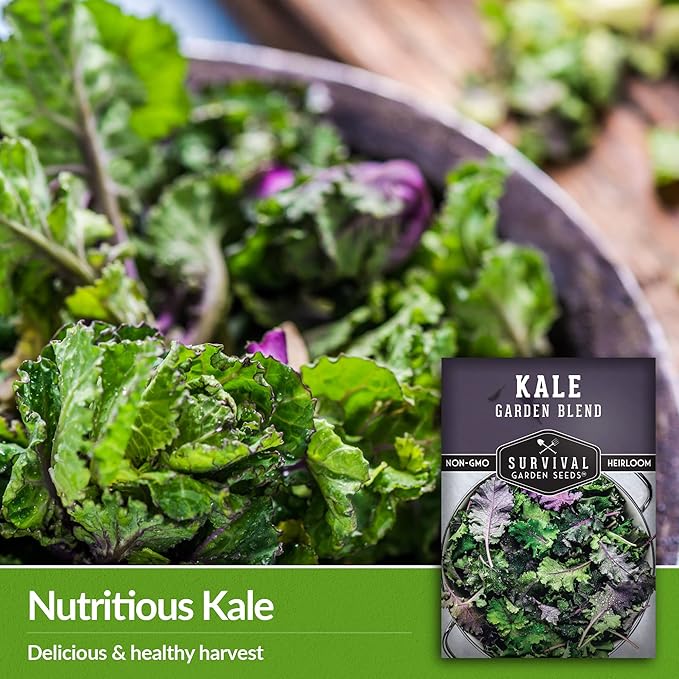 Baby Kale Seeds – Garden Blend Mix of Curly & Flat Leaf Kale – Heirloom Variety Pack for Cut-and-Come-Again Greens – Fall or Spring Planting – Survival Garden Seeds (5 Packs)