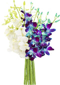 KaBloom - Starry Night in the Tropics Bouquet of Blue and White Orchids from Thailand - Fresh Flowers for Birthday, Valentine's & Mother's Day