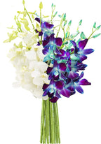 KaBloom - Starry Night in the Tropics Bouquet of Blue and White Orchids from Thailand - Fresh Flowers for Birthday, Valentine's & Mother's Day