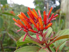 Scarlet Firebush - Hamelia Patens - Live Shrub Plant -Florida Native - Orange Red Flower - 8-10 Inches Tall - 4 Inch Pot