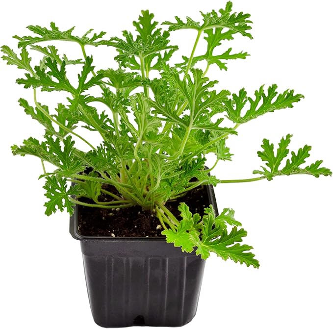 Live Citronella Geranium Plants (6-Pack); Pelargonium Citronella Scented Potted Plants