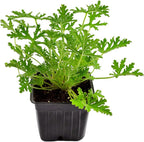 Live Citronella Geranium Plants (6-Pack); Pelargonium Citronella Scented Potted Plants