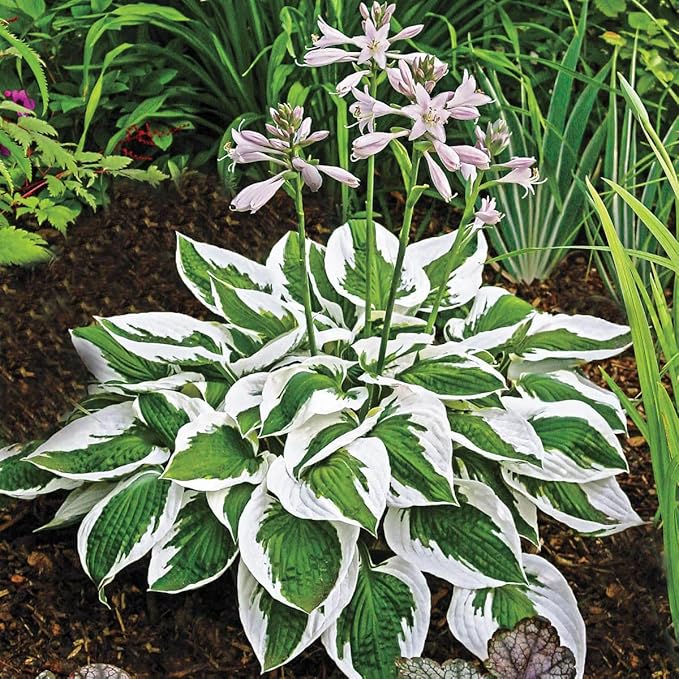 290+ USA PERMIUM Giant Hosta Seeds for Planting Indoor Outdoor-Non GMO Heirloom Fragrant Shade Garden Flowers