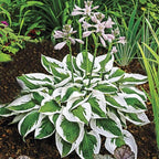 310+ USA Premium Rare Hosta Flower Seed for Planting Outdoors Garden Home Beauties
