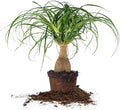 Perfect Plants Ponytail Palm | Beaucarnea Recurvata | 10in Tall | Easy Care Houseplant | Perfect for Bright Light Conditions, 6 in Grower's Pot, | Air Purifying