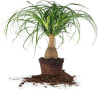 Perfect Plants Ponytail Palm | Beaucarnea Recurvata | 10in Tall | Easy Care Houseplant | Perfect for Bright Light Conditions, 6 in Grower's Pot, | Air Purifying
