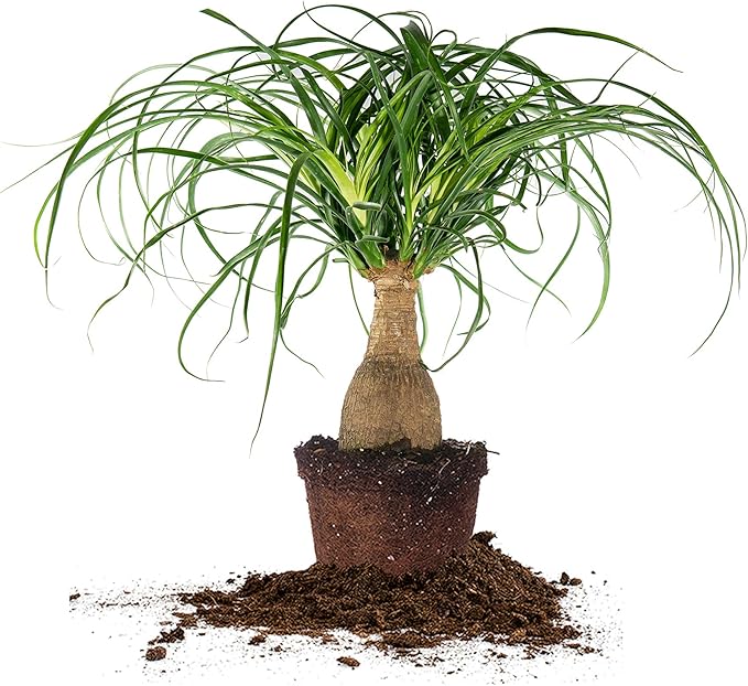 Perfect Plants Ponytail Palm | Beaucarnea Recurvata | 10in Tall | Easy Care Houseplant | Perfect for Bright Light Conditions, 6 in Grower's Pot, | Air Purifying