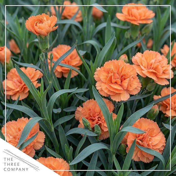 Live Dianthus 2-Pack – Orange Sparkler – Fragrant Spring Perennial, Deer Resistant, 10” Tall, 1 Qt Pot