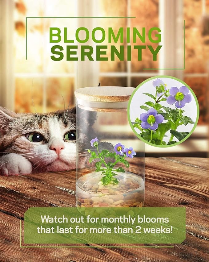 Bloomify Persian Violet (Exacum Affine) - Live Flower Terrarium in Self Sustaining Glass Jar, Maintenance Free, Great Unique Gift and Home Decor, 100% Growth Guarantee