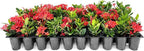 Ixora Dwarf Red | 20 Live Plants | Ixora Coccinea | Flowering Shrub for Garden | Tropical Ornamental Plants