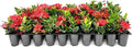Ixora Dwarf Red | 30 Live Plants | Ixora Coccinea | Flowering Shrub for Garden | Tropical Ornamental Plants