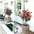Artificial Camellia Tree 2 Pack, 3FT Faux Camellia Plant in Pot, 36 inch Fake Potted Camellia Flower Tree Plastic Camellia Tree for Modern Home Office Christmas Living Room Floor Decor Indoor, Red