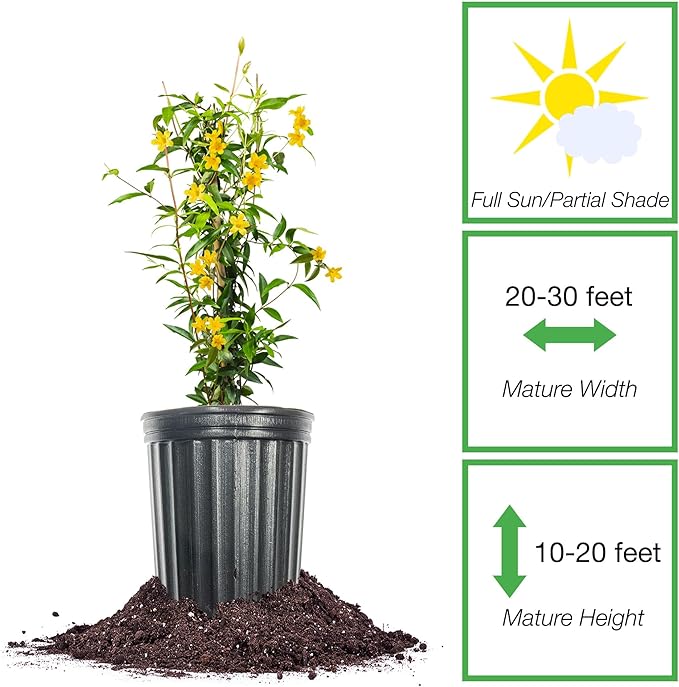 Perfect Plants Yellow Carolina Jessamine 1 Gallon | Live Shrub for Gardens | Fragrant Spring Blooms