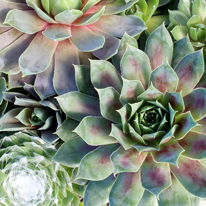 Altman Plants Non-Toxic Live Sempervivum Succulent Plant Gift in 8" Decorative Pot, Real Succulents to Grow, Easy Care Hens and Chicks, Hardy & Low-Maintenance Gift for Gardeners, Popular Houseplants