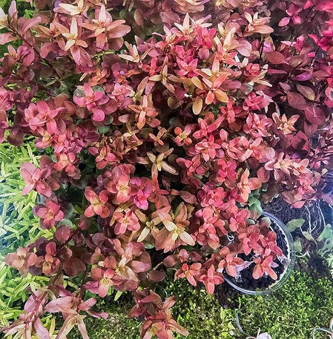 Ultum Nature Systems Rotala Macrandra Mini Red Stem Tissue Culture Live Plant for Aquarium, Aquascape, Freshwater Fish Tanks - 100% Snail Free in Vitro