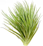 Air Plants - Flowering Tillandsia Rose BAER, Large 5" - 1ct - Live Arrival Guaranteed - House Plants for Home Decor & Gift