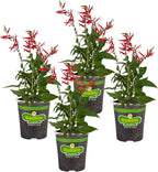 Bonnie Plants Pineapple Sage - 4 Pack Live Plants, Perennial In Zones 8 - 10, 3 - 4 Ft Tall Plants, Garnish, Teas & Flower Arrangements