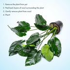 SubstrateSource Anubias Live Aquarium Plants - Potted Freshwater Plant for Fish Tanks, Terrariums - Beginner Friendly Low Light (Barteri Broad Leaf, Mother Plant)