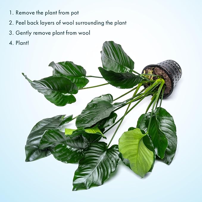 SubstrateSource Anubias Live Aquarium Plants - Potted Freshwater Plant for Fish Tanks, Terrariums - Beginner Friendly Low Light (Barteri Broad Leaf, Mother Plant)