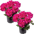Live Flowering Zonal Geraniums - Pink (2 Plants Per Pack) - Beautiful Spring Flowers - 12" Tall by 5" Wide in 1 Qt Pot
