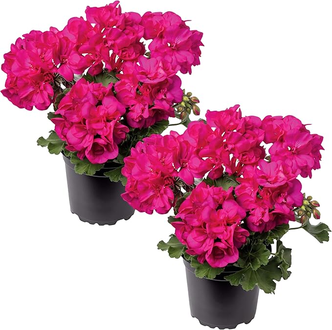 Live Flowering Zonal Geraniums - Pink (2 Plants Per Pack) - Beautiful Spring Flowers - 12" Tall by 5" Wide in 1 Qt Pot