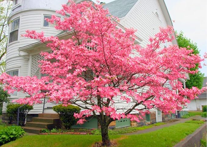 1 Year Old Pink Dogwood Trees Shrubs Bushes, Dormant, 2.5" Pot Dogwood Tree Live Plant for Planting Outside, Flowering Dogwood 6-12" in Tall