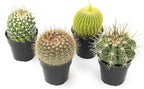 Altman Plants, Assorted Cactus Plants Live Cactus Decor (4PK), Cactus Plant Live Succulents Plants Live in Cactus Soil Potting Mix, Live Cacti Plants Live Succulent Plants Live Plants in Cactus Pot