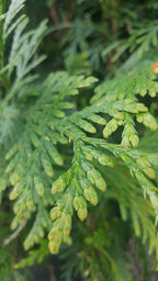 Live Plant Thuja-X Green Giant Evergreen Tree (Western Arborvitae), 3-Gallon Fully Potted Plant from Green Promise Farms
